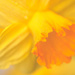 Daffodil Day by nicolecampbell
