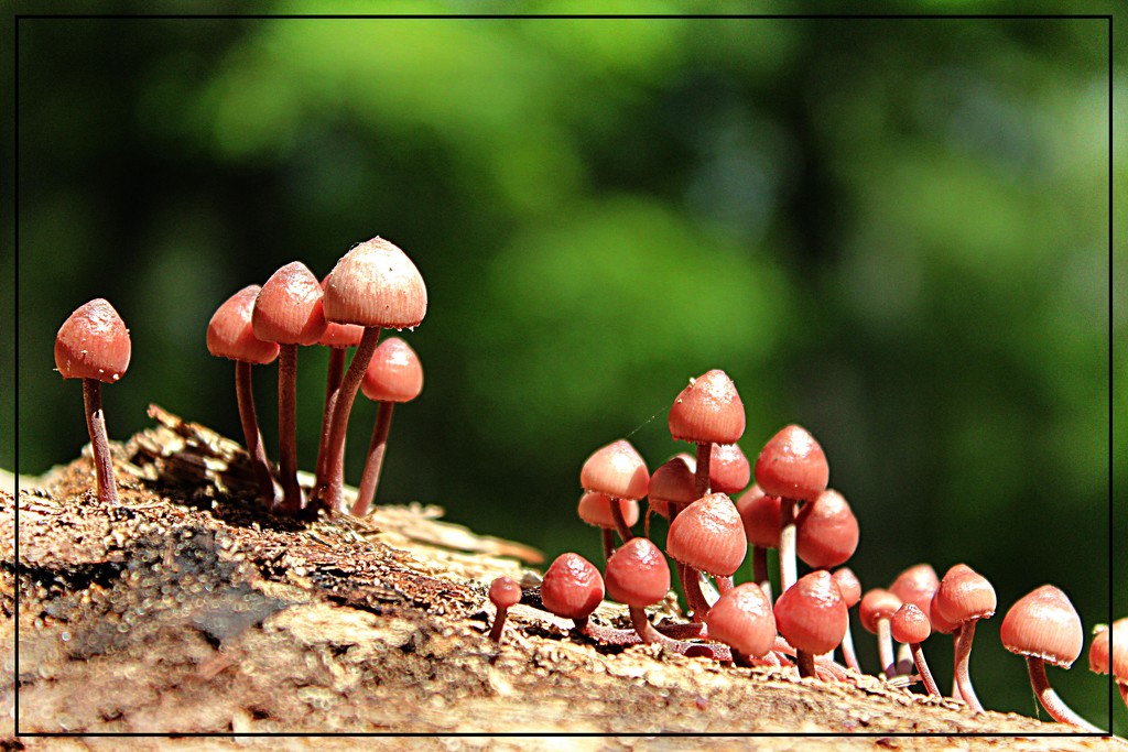 The Mushroom Family Takes a Walk by olivetreeann