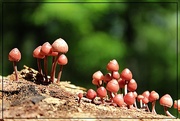 27th Aug 2015 - The Mushroom Family Takes a Walk