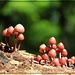 The Mushroom Family Takes a Walk by olivetreeann