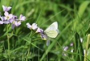 25th Aug 2015 - White Butterfly