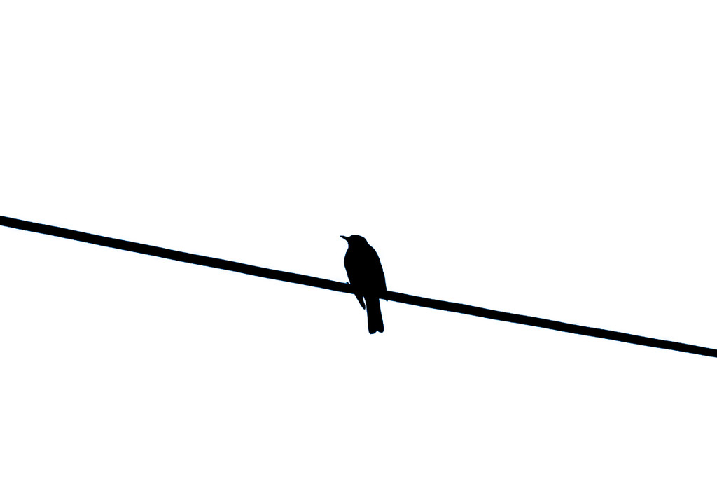 bird on a wire by brigette