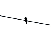 29th Aug 2015 - bird on a wire