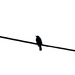 bird on a wire by brigette