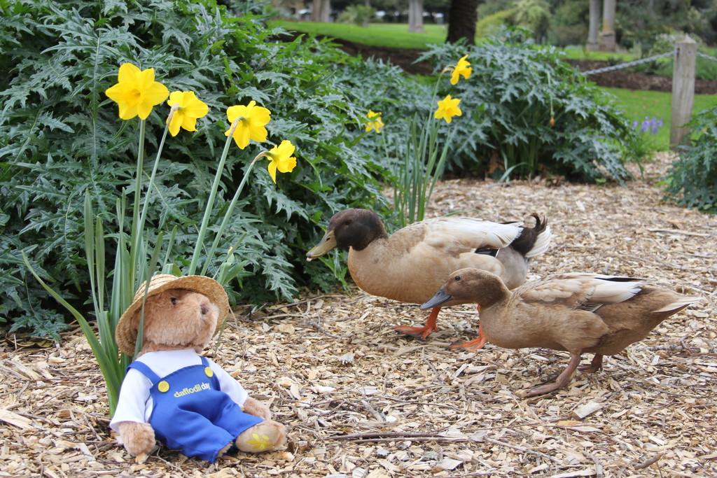 Daffy - Ducks :) by gilbertwood