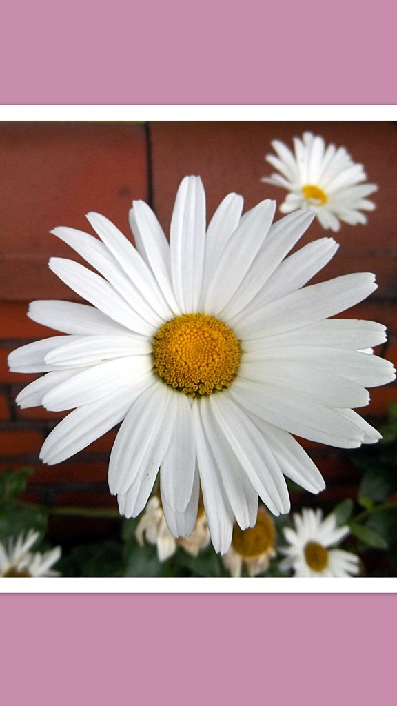 Pure white daisy. by grace55