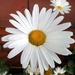 Pure white daisy. by grace55