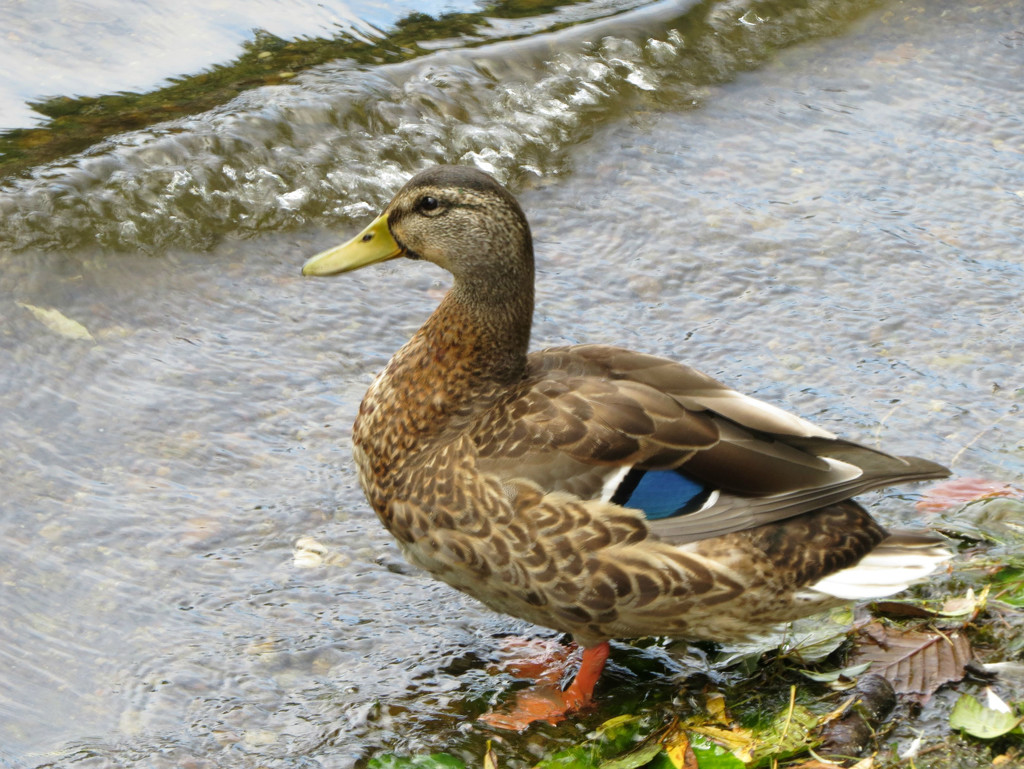 Female Mallard Duck by seattlite