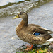 Female Mallard Duck by seattlite