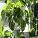Pepper plants by ingrid01
