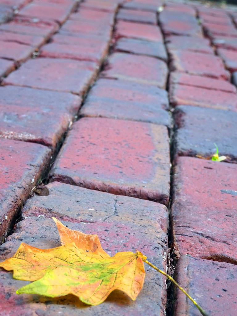 Autumn Leaf on Brick by jae_at_wits_end