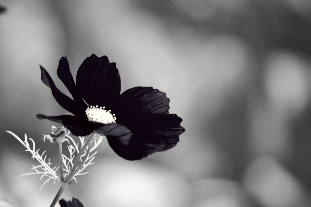 Flower in black  by ziggy77