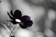 28th Aug 2015 - Flower in black 