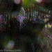 Spectral web by princessleia