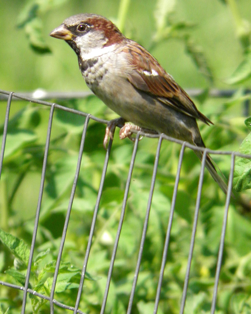Sparrow by daisymiller