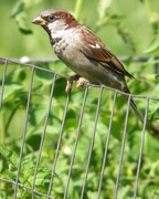 27th Aug 2015 - Sparrow