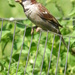 Sparrow by daisymiller