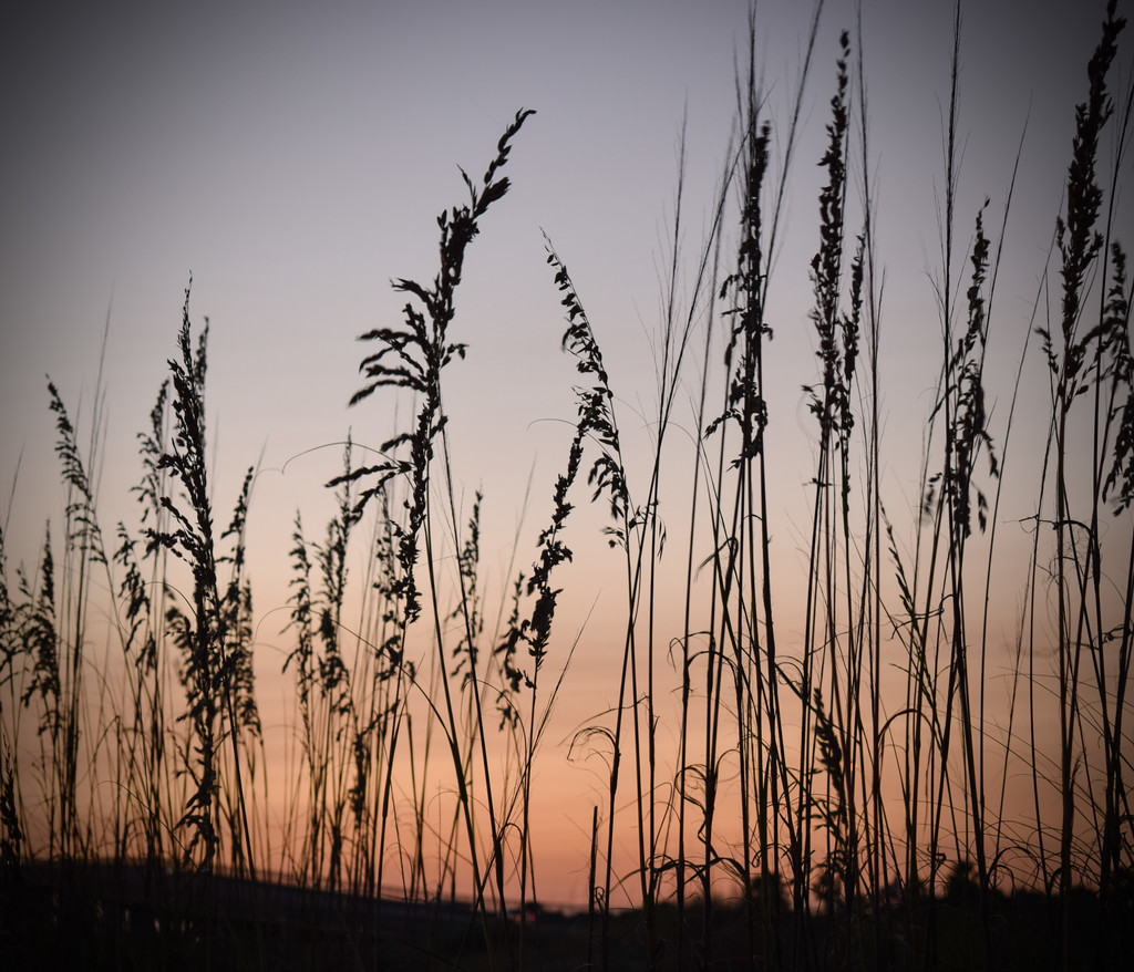 Seaoats at Sunset by rickster549