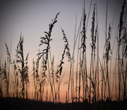 28th Aug 2015 - Seaoats at Sunset