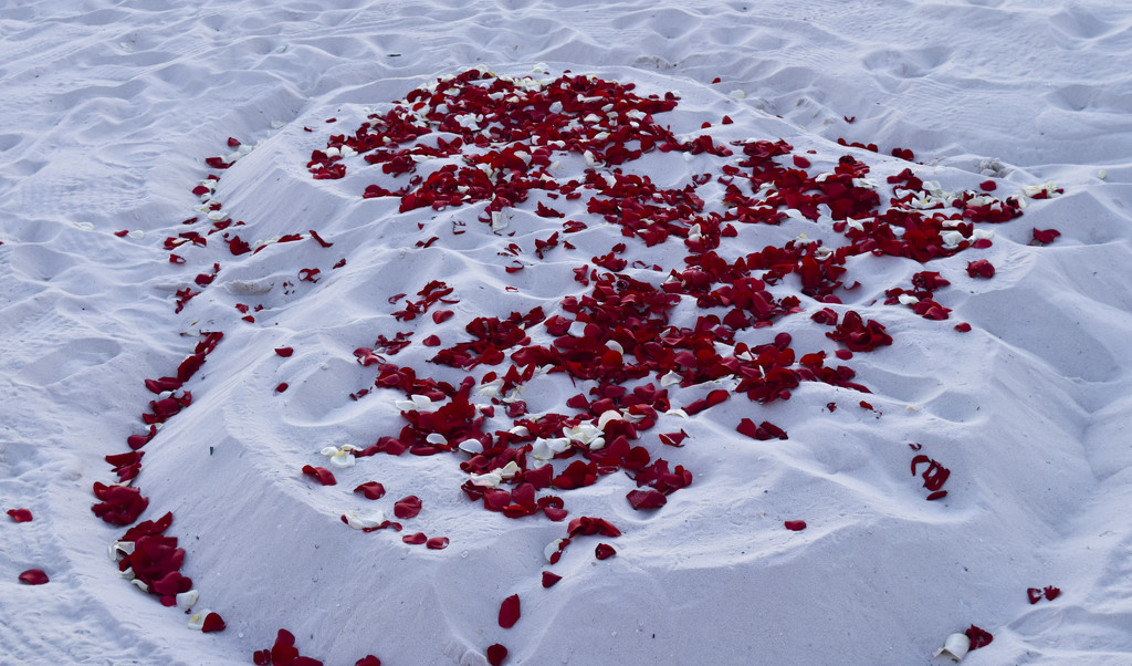 Rose Petals and Sand by rickster549