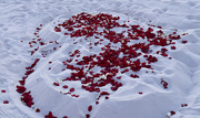 28th Aug 2015 - Rose Petals and Sand