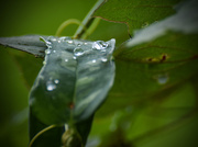 27th Aug 2015 - Water Drops