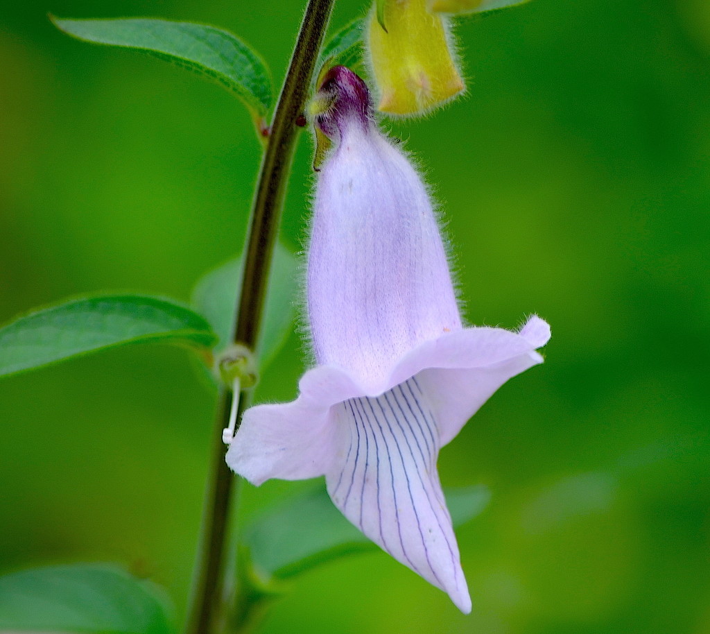 Mystery flower, Hampton Park, Charleston, SC by congaree