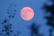 28th Aug 2015 - Mama!!!! The moon's red!!!!