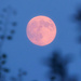Mama!!!! The moon's red!!!! by irishmamacita10