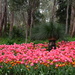 Surrounded By Tulips DSC_8472 by merrelyn