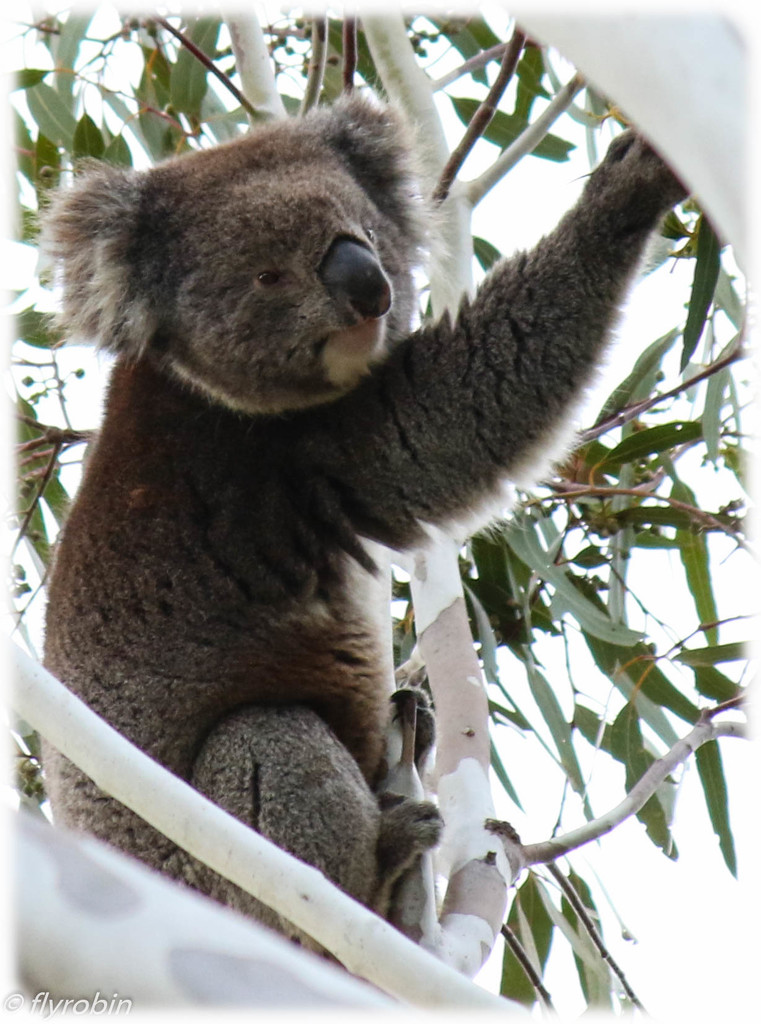 Koala excitement by flyrobin