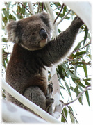 29th Aug 2015 - Koala excitement