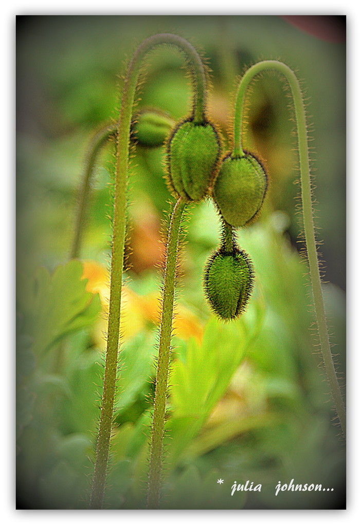 Ready to  'Pop'.. by julzmaioro