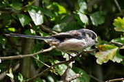 27th Aug 2015 - LONG TAILED TIT