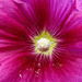 Cauliflower ;-) by stiggle