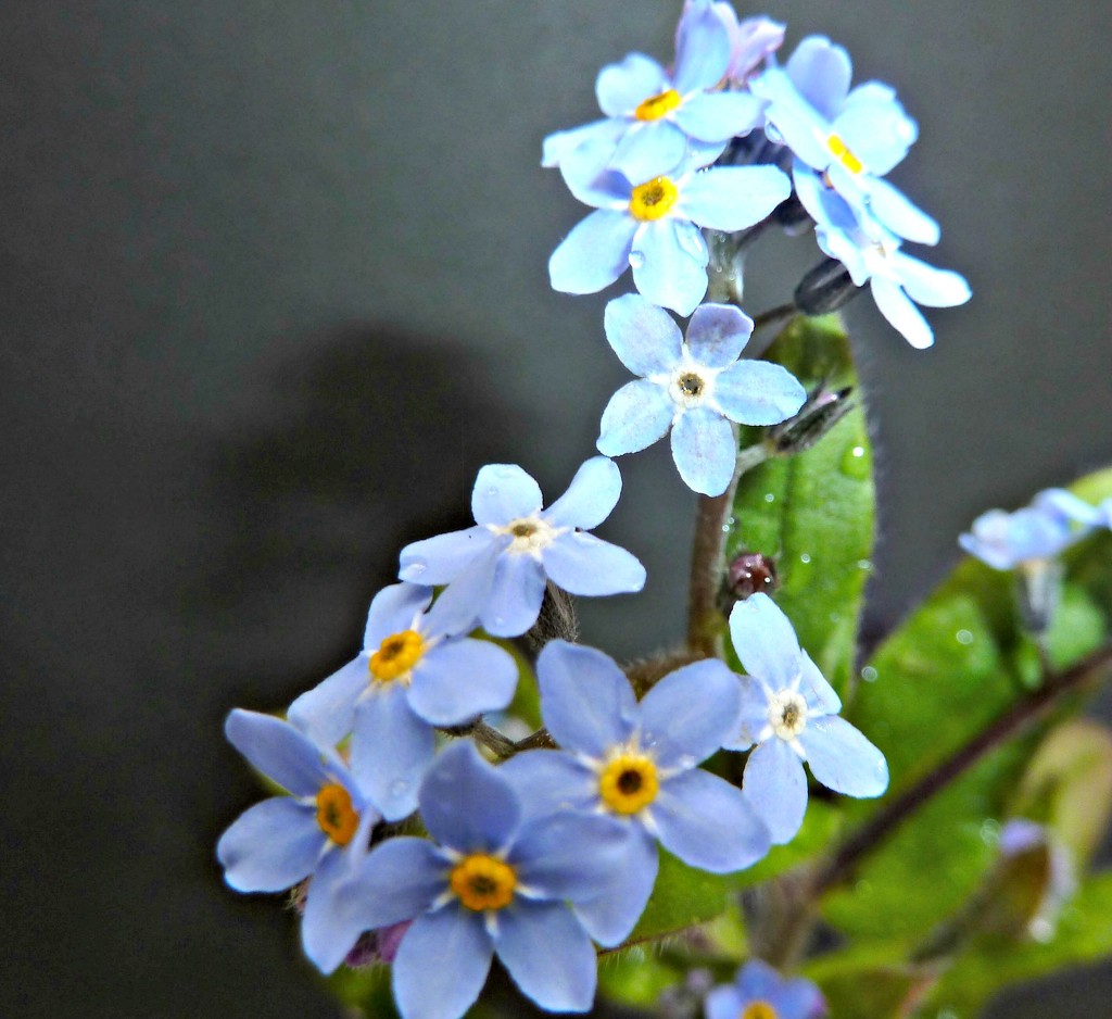 Forget-me -not. by wendyfrost