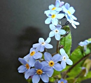 28th Aug 2015 - Forget-me -not.