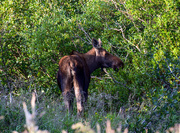 21st Aug 2015 - Moose on the loose