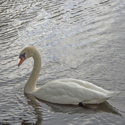29th Aug 2015 - Swan at Otterston Loch