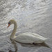 Swan at Otterston Loch by frequentframes