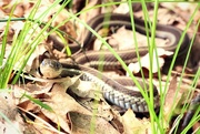 28th Aug 2015 - Snake in the Grass