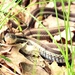 Snake in the Grass by juliedduncan