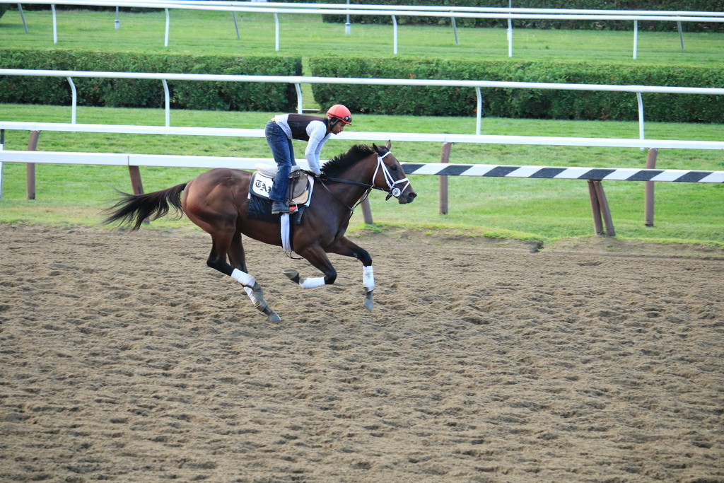 Morning workout at Saratoga Springs Race track. We got up early and found a box to view the workouts. It was Mrs. John Hay Whitney's box. We had hoped to see American Pharoah. he arrived the day before, but his workout officially was on Friday but his unofficial one was at 6:00 before the big splash on friday and before the Big Race today.  by hellie