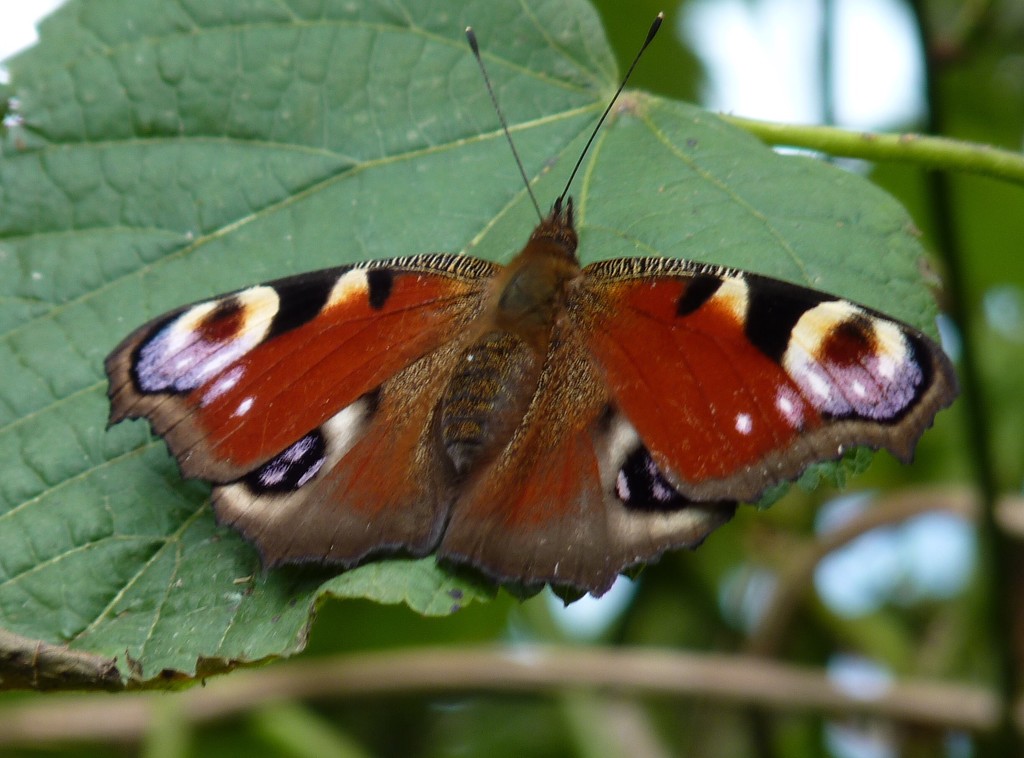 Peacock Butterfly by lellie