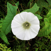 27th Aug 2015 - One White Flower