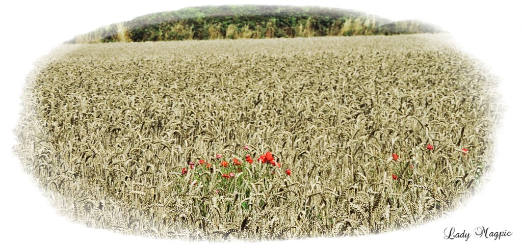 Poppies in a Wheat Field by ladymagpie