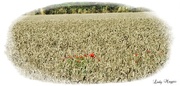 29th Aug 2015 - Poppies in a Wheat Field
