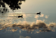 26th Aug 2015 - Duck Trails, Reflected Sunset