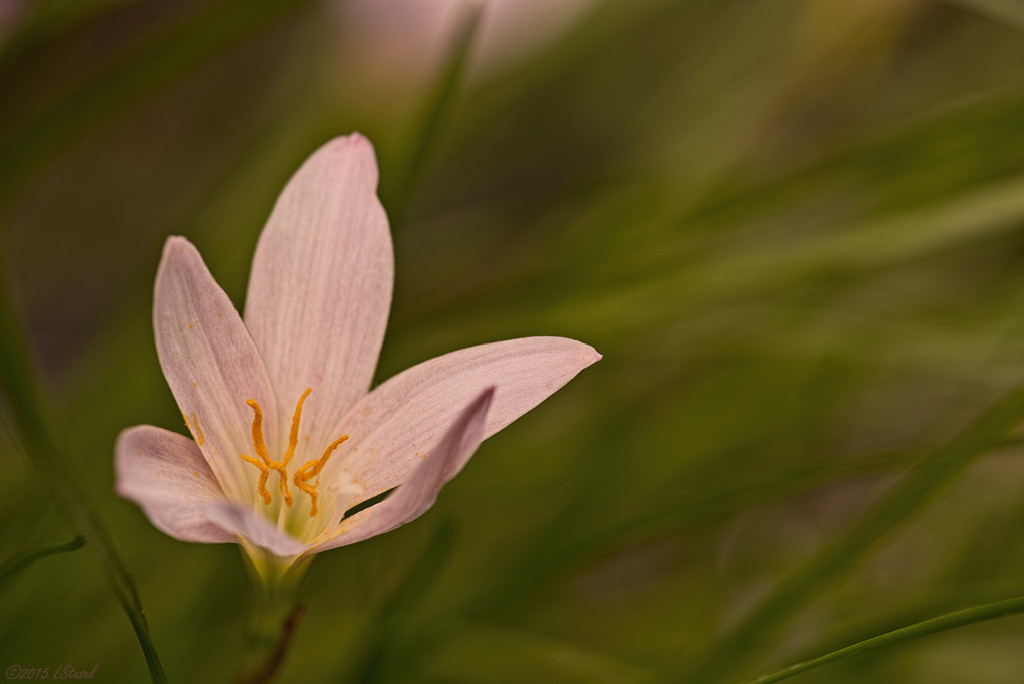 Rain Lily by lstasel