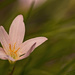 Rain Lily by lstasel